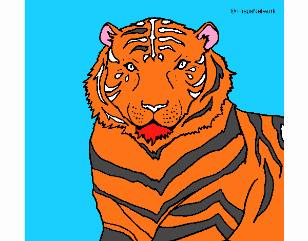 Tigre 3