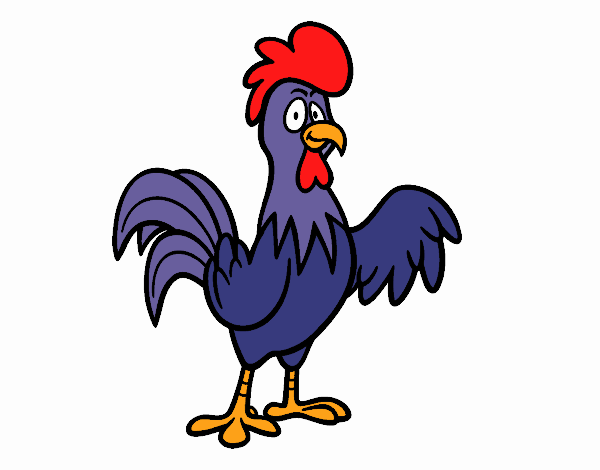 Gallo Coroco