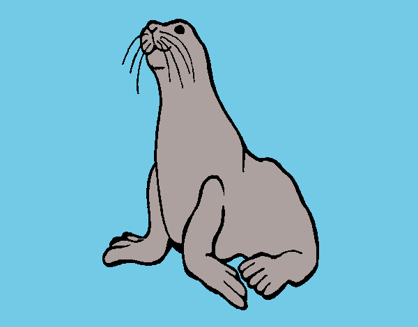 Foca 1