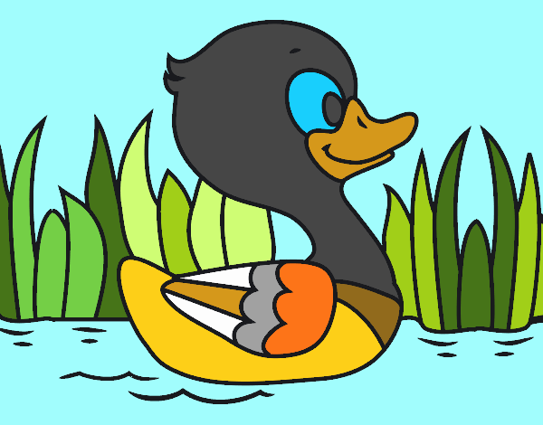 Patito de río