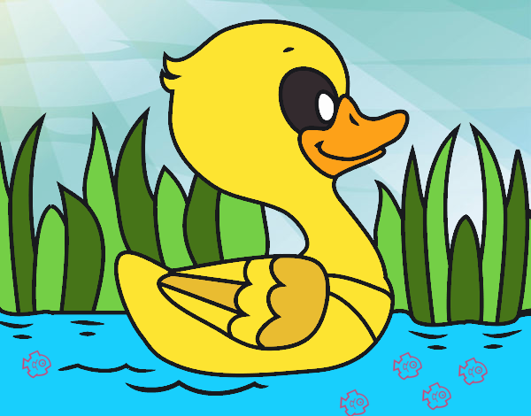 Patito de río