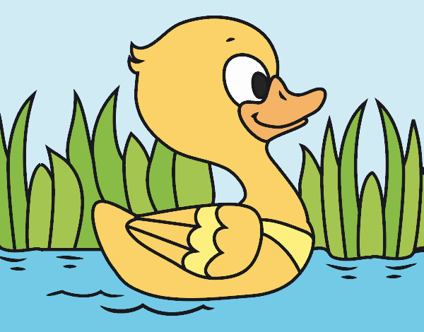 Patito de río