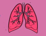 Pulmones y bronquios