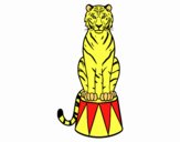 Tigre de circo