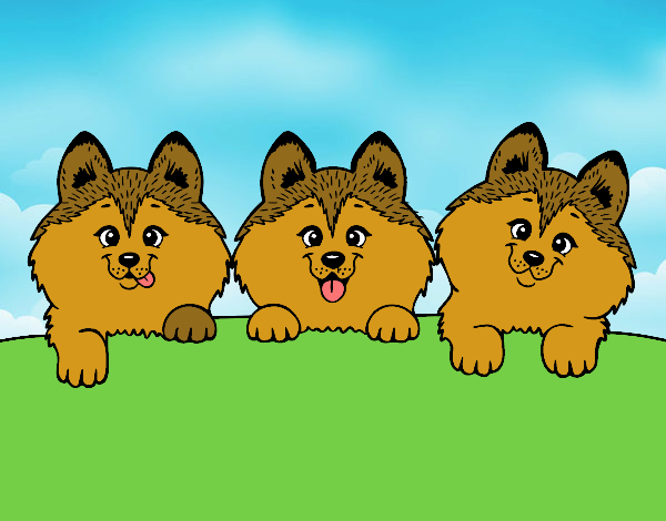 3 perritos