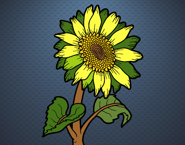 Flor de girasol