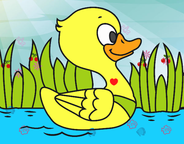 Patito de río