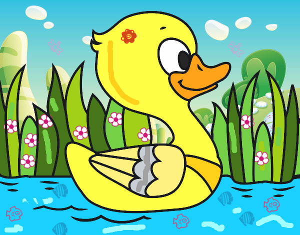 Patito de río