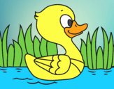 Patito de río