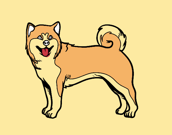 Perro Akita Inu