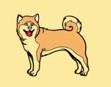 Perro Akita Inu