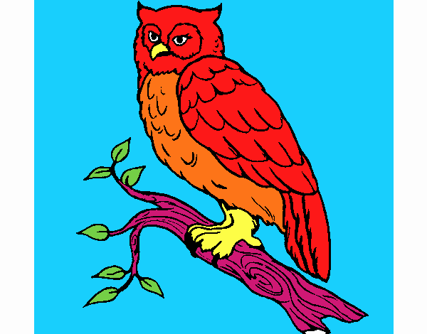 Colorful Owl