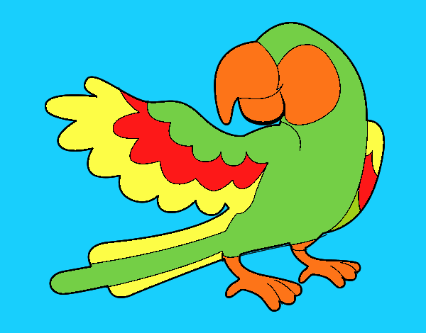 Colorful Parrot