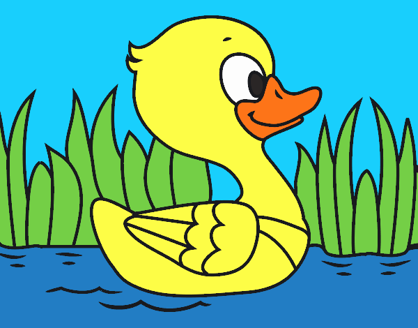 Patito de río