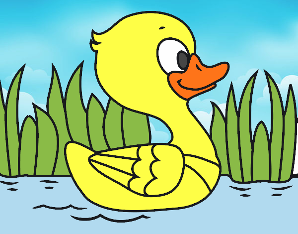 Patito de río