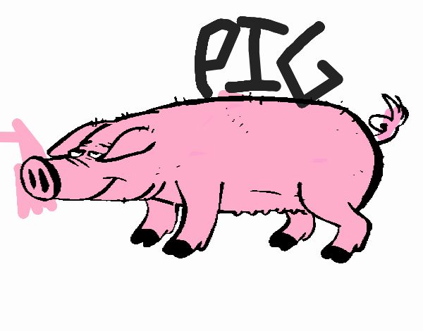 Pig