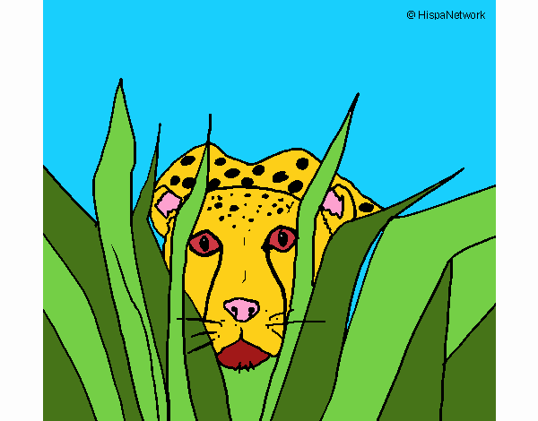 Leopardo 