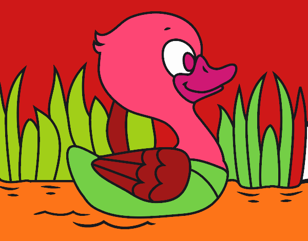 Patito de río