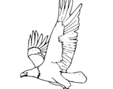 Dibujo de Águila volando para colorear