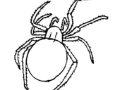 Dibujo de Araña venenosa para colorear
