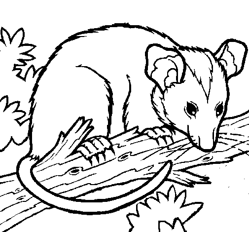 Dibujo de Ardilla possum para Colorear