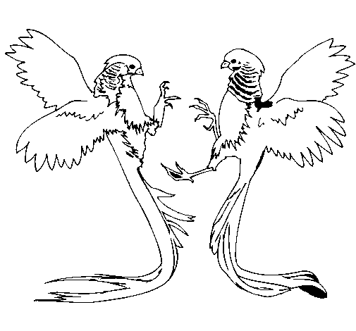 Dibujo de Aves con largas colas para Colorear