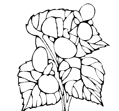 Dibujo de Begonia para Colorear