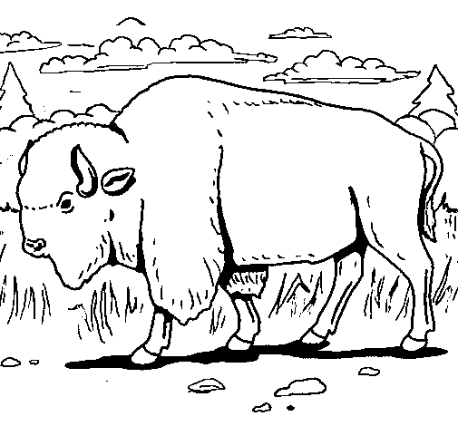 Dibujo de Búfalo  para Colorear