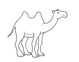 Dibujo de Camello africano para colorear