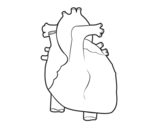 Dibujo de Corazón humano para colorear