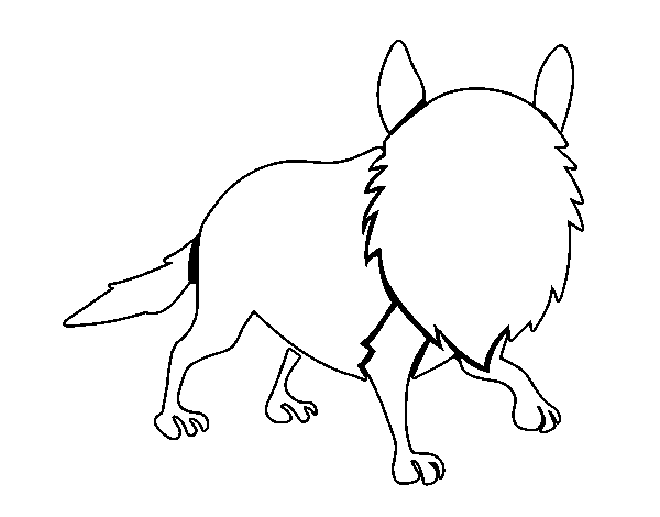 Dibujo de Coyote adulto para Colorear