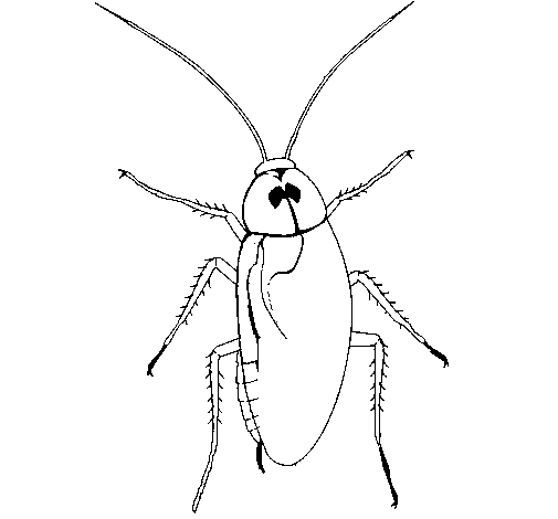 Dibujo de Cucaracha grande para Colorear