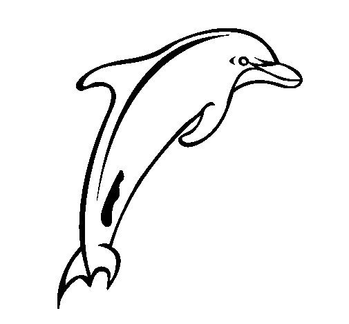 Dibujo de Delfín adulto para Colorear