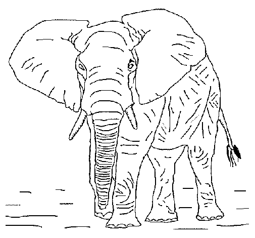 Dibujo de Elefante 1 para Colorear 