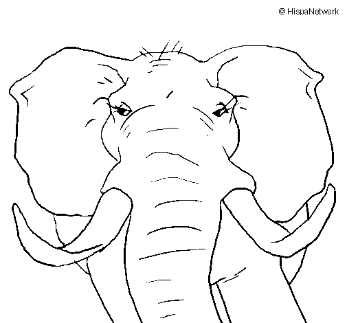 Dibujo de Elefante africano para Colorear