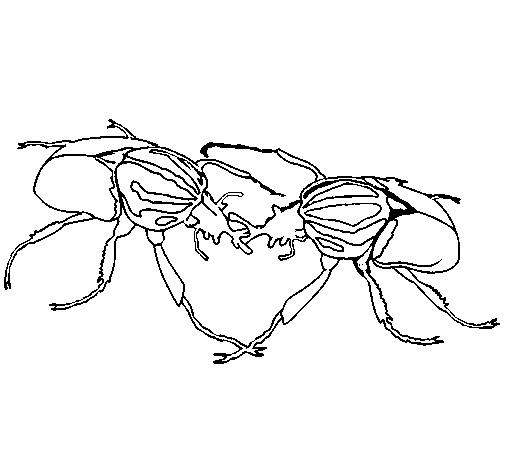 Dibujo de Escarabajos para Colorear