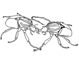 Dibujo de Escarabajos para colorear