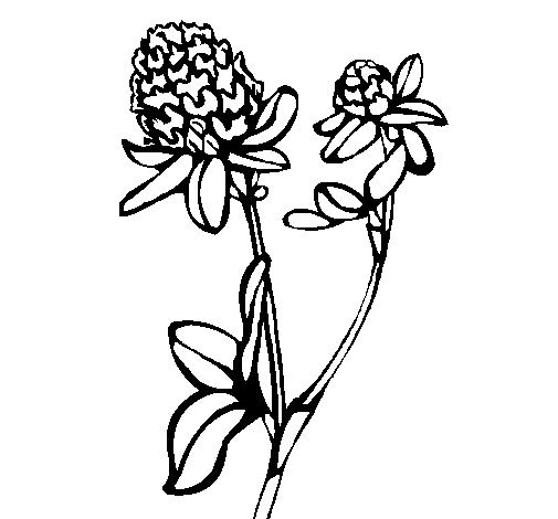 Dibujo de Flor 5a para Colorear