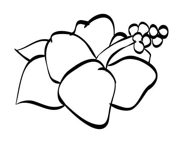 Dibujo de Flor de lagunaria para Colorear 