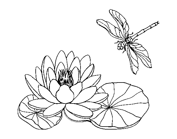Dibujo de Flor de loto para Colorear