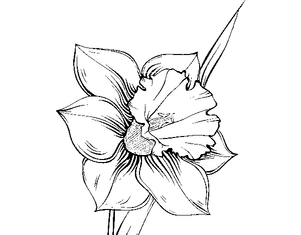 Dibujo de Flor de narciso para Colorear