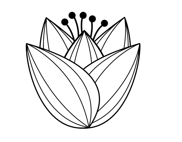 Dibujo de Flor de tulipán para Colorear 