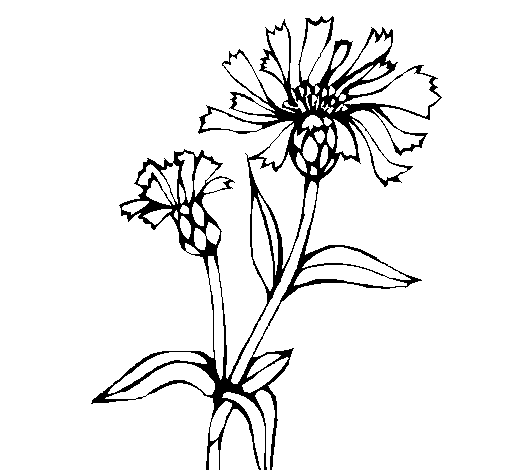 Dibujo de Flores de campo 1 para Colorear
