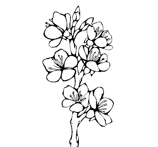 Dibujo de Flores de campo para Colorear 