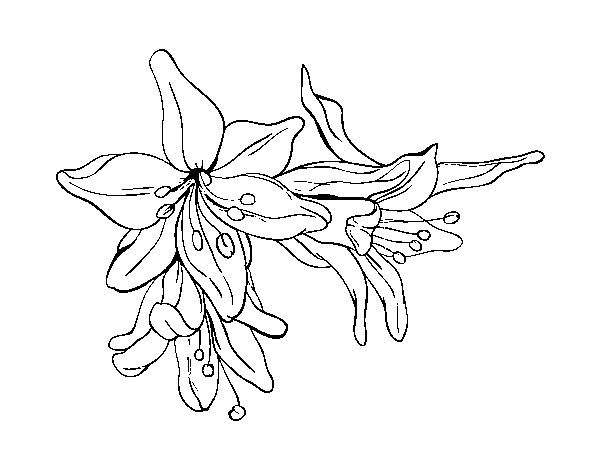 Dibujo de Flores de lilium para Colorear