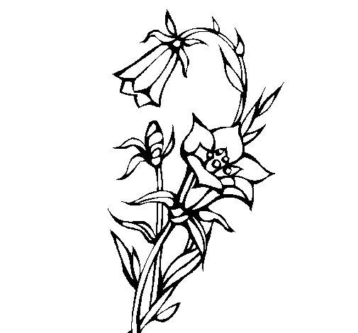 Dibujo de Flores silvestres para Colorear