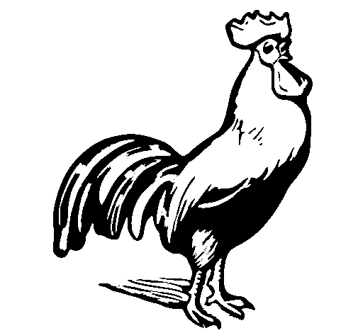 Dibujo de Gallo gallardo para Colorear