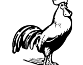 Dibujo de Gallo gallardo para colorear
