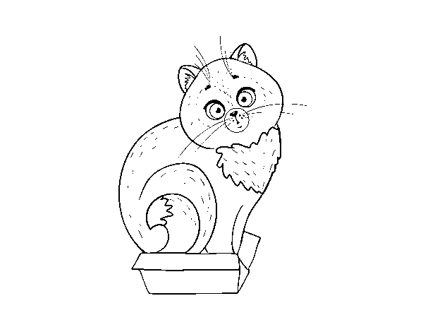 Dibujo de Gatito en una caja para Colorear