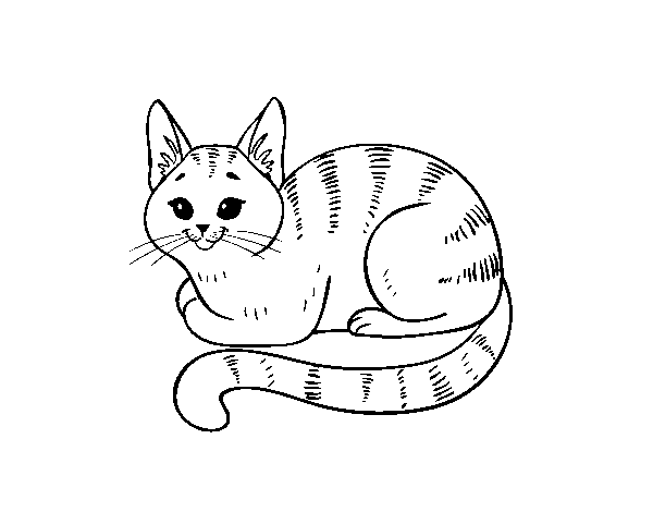 Dibujo de Gato joven para Colorear